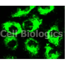 FAQ about Custom Primary Endothelial Cell Isolation